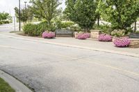 this city street looks like a deserted country side town center with many plants and flowers