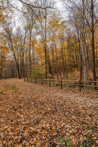 this is a view of the leaves scattered on the ground next to the woods and fence