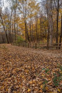 this is a view of the leaves scattered on the ground next to the woods and fence