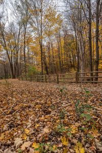 this is a view of the leaves scattered on the ground next to the woods and fence