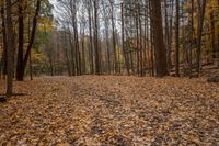 the woods are covered with fall colored leaves in this park photo taken at sunrise time