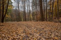 the woods are covered with fall colored leaves in this park photo taken at sunrise time