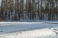 Toronto Parking Lot: A Forest Under Clear Skies