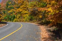 the road has two yellow lines that lead from both sides, to a tree with leaves all over it