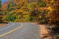 the road has two yellow lines that lead from both sides, to a tree with leaves all over it