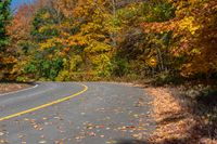 the road has two yellow lines that lead from both sides, to a tree with leaves all over it