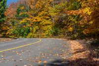 the road has two yellow lines that lead from both sides, to a tree with leaves all over it