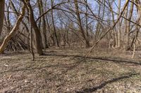 a person is taking a picture in the woods near a fire hydrant and some trees