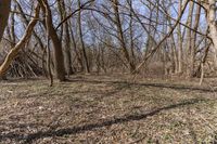 a person is taking a picture in the woods near a fire hydrant and some trees