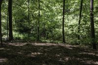 Tranquil Nature: Forest Road, Canada 001