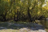 there is a dog on the shore of the water with many trees in it and one laying in the grass