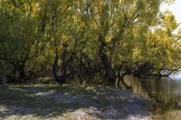 there is a dog on the shore of the water with many trees in it and one laying in the grass