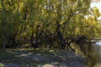 there is a dog on the shore of the water with many trees in it and one laying in the grass