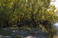 there is a dog on the shore of the water with many trees in it and one laying in the grass