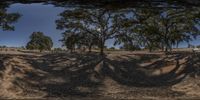 view down a tree covered dirt hill with trees, one large and the other smaller