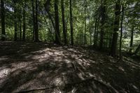 a dog stands in the woods at the base of a hill by a stream in the distance