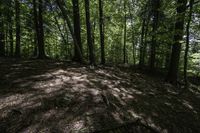 a dog stands in the woods at the base of a hill by a stream in the distance