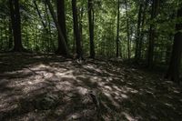 a dog stands in the woods at the base of a hill by a stream in the distance