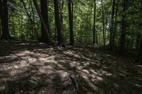 a dog stands in the woods at the base of a hill by a stream in the distance