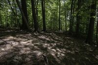 a dog stands in the woods at the base of a hill by a stream in the distance