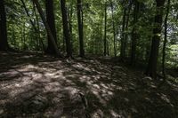 a dog stands in the woods at the base of a hill by a stream in the distance