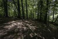 a dog stands in the woods at the base of a hill by a stream in the distance