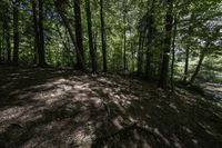 a dog stands in the woods at the base of a hill by a stream in the distance