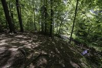 a dog stands in the woods at the base of a hill by a stream in the distance