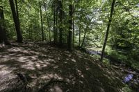 a dog stands in the woods at the base of a hill by a stream in the distance