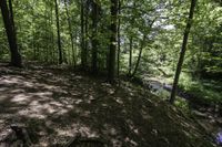 a dog stands in the woods at the base of a hill by a stream in the distance