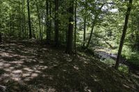 a dog stands in the woods at the base of a hill by a stream in the distance