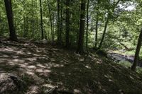 a dog stands in the woods at the base of a hill by a stream in the distance