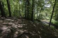 a dog stands in the woods at the base of a hill by a stream in the distance