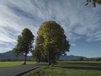 Tree-Lined Country Road: A Scenic View