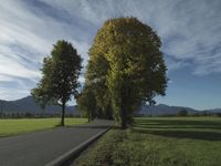 Tree-Lined Country Road: A Scenic View