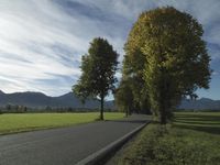 Tree-Lined Country Road: A Scenic View