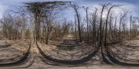 a tree lined dirt path leads through the woods with many circular shadows in front of it