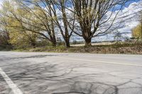 Tree-Lined Road in Ontario: Sunlight and Shade