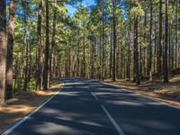 a tree lined road in a pine forest surrounded by pine trees that are green in a row