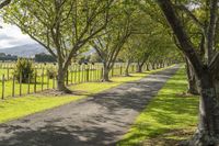 Tree-lined Road in Rural Landscape