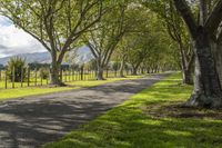 Tree-lined Road in Rural Landscape