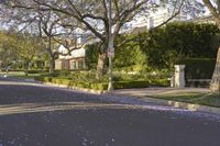 a tree lined street in a suburban residential area with flowered trees in front of it