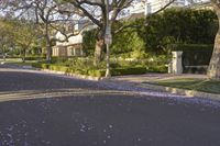 a tree lined street in a suburban residential area with flowered trees in front of it