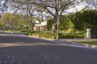 a tree lined street in a suburban residential area with flowered trees in front of it