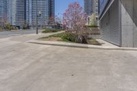 a small tree grows out from the side of a parking lot in front of buildings