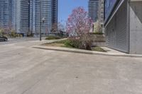 a small tree grows out from the side of a parking lot in front of buildings