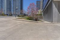 a small tree grows out from the side of a parking lot in front of buildings