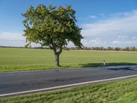 a tree with several leaves near an empty road on a sunny day with blue sky and green grass in the background