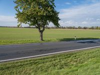 a tree with several leaves near an empty road on a sunny day with blue sky and green grass in the background