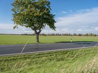 a tree with several leaves near an empty road on a sunny day with blue sky and green grass in the background